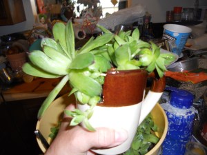 How's this for a cup of hangover?