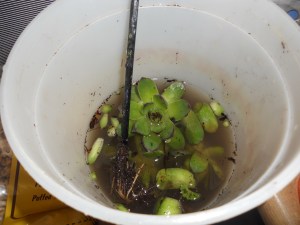 Still have to plant with another bucketful to come!