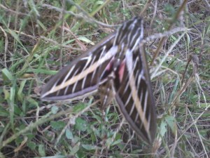 Strange flying beast